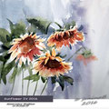 Sunflower IV 2016 (17) / Watercolour 30x40cm on Arches CP © janinaB. 2016