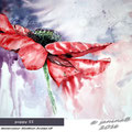 poppy II (15) / Watercolour 30x40cm Arches HP © janinaB. 2016