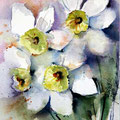 daffodils III (O1) / Watercolour 15x20cm on Arches CP  © janinaB. 2016