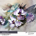 Pansy III (O1) / Watercolour 20x30cm  on Fabriano CP © janinaB. 2016