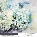 hydrangea II (T3) / Watercolour 34x40cm Arches CP © janinaB. 2016