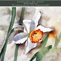 Daffodils III 2019 (O1) / 20x30cm Watercolour by ©janinaB