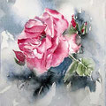Roses VIII 2016 (O3) / Watercolour 17x20cm  Arches CP  © janinaB. 2016