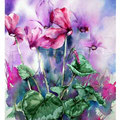 Alpenveilchen II 2016 (32) 30x40cm Watercolour © janinaB.