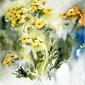 Tansy I (O3) / Watercolour 17x20cm  Arches CP © janinaB. 2016
