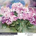 hydrangea-III (14) / Watercolour 30x40cm on Arches CP © janinaB. 2016