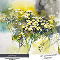 Tansy II (O3) / Watercolour 17x20cm  Arches CP © janinaB. 2016