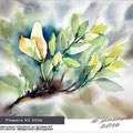 Flowers XI 2016 (18) / Watercolour 23x31cm  on Arches GT © janinaB. 2016