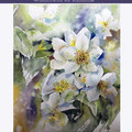 Jasminum I 2019 (26) / 30x40cm Watercolour by ©janinaB