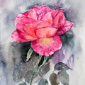 Rose VII 2016  (10) / Watercolour 30x40cm  on Fabriano CP ©janinaB.