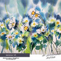 daisies VI (10) / Watercolour 30x40cm  on Arches CP © janinaB. 2016