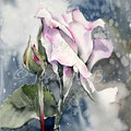rose IV 2016 (O3) / Watercolour23x20cm Arches CP © janinaB. 2016