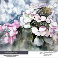 hydrangea VI (10) / Watercolour 30x40cm on Fabriano CP © janinaB. 2016