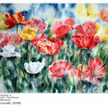Mohnwiese I (M1) / Aquarell 75x55cm auf Fabriano © janinaB. 2016