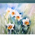 Daffodils IV 2019 (26) / 30x40cm Watercolour by ©janinaB