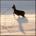 Ein Reh flieht seinem Schatten, das schwere Los der Wildtiere in diesen Tagen.