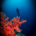 Gorgonie am Panorama Reef