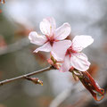 オオヤマザクラ（大山桜） 【科 ／ 属名】バラ科サクラ属 【名前の由来】ヤマザクラよりも花や葉が大きいことから。【特徴】東北・北海道に多い。花期 は4～5月。葉が開くと同時に淡紅色～紅色の花を咲かせる。