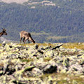 Caribous au sommet du mont Jacques-Cartier, Parc national de la Gaspésie