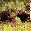 Parc national de la Gaspésie