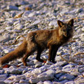 Renard à Anticosti