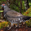 Mâle Tétras du Canada, Parc national de la Jacques-Cartier