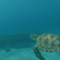 In jeder Bucht unzählige Schildkröten
