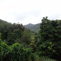 Blick über den dichten Wald im Osten Dominicas