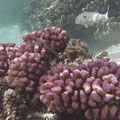 Hier sind viele Korallen