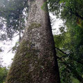 größter Kauribaum der Ostküste