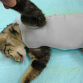 グーグー寝ているうちに♀猫は避妊手術終了後に服帯を着せます。生地を切ってしばってあるだけです。富山市　関動物病院