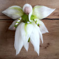 Handgefertigte Schneeglöckchenfee aus Märchenwolle – zarte Frühlingsdekoration für Jahreszeitentisch, Wohnzimmer und als Geschenk für Blumenliebhaber.