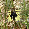 Ascalaphe souffré - (Ascalaphus libelluloides ou libelloides coccajus) photo©A-M Uyttenbroeck