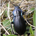Carabe violet [Carabus (Megodontus) violaceus purpurascens] photo©A-M Uyttenbroeck