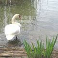Schwan am Ufer