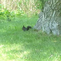 Eichhörnchen unter Weidenbaum