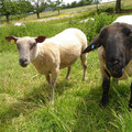 Lamm- und Schaffleisch