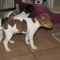 3.Welpe,Rüde,braun (Balou) 55.Tag