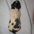 4.Welpe,Rüde,schwarz (Barney)