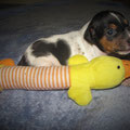 4.Welpe,Rüde,schwarz (Barney) 23.Tag