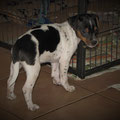 4.Welpe,Rüde,schwarz (Barney) 55.Tag