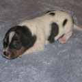 4.Welpe,Rüde,schwarz (Barney) 15.Tag