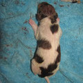 3.Welpe,Rüde,braun (Balou)