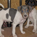 2.Welpe,Rüde,blue (Barcley) 55.Tag