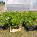 Les plants de tomates sont prêts à être installés.