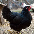 Poule noire... à la crème