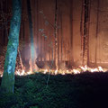 16.04.2025 | Wald- und Vegetationsbrand