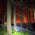 16.04.2025 | Wald- und Vegetationsbrand