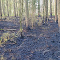 17.04.2025 | Nachlöscharbeiten Wald- und Vegetationsbrand