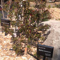 ギンバイカ（Myrtus communis〈フトモモ科〉別名：祝いの木・銀香梅）薬用部：果実 2012年3月